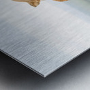 Lion Family on Rock Metal print