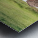 Baby Elephant Big Ears Metal print