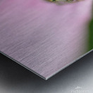 Gray spider on purple coneflower Metal print