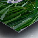 Blue heron standing in a pond Metal print