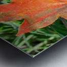 Red Maple Leaf Metal print