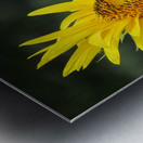 Pollen Miner Metal print