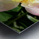 IMG 5539 A2 Metal print