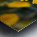 Sunflower Metal print