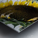 sunflower  Metal print
