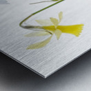 Spring Metal print