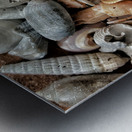 Seashells  Metal print