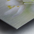 White Spring Metal print