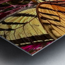 Tiger tail and Nectar Metal print