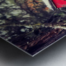 Little red house in the trees Metal print