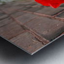 Stand alone poppies Metal print