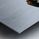 Buffalo By The Badlands Metal print