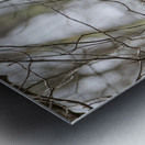 Barred Owl Metal print