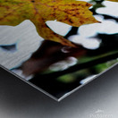 Fall Metal print