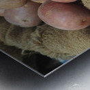 Potatoes Metal print