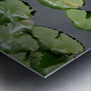 Purple Water Lilies Metal print