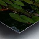 Yellow Water Lilies Metal print