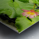 Water Lilies Metal print