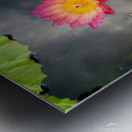 Water Lily Metal print