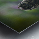 Owl on Perch Metal print