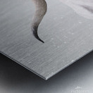 White Longhorn Cow In Snow Metal print