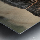 Cow Horse Lucy Metal print