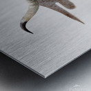 Longhorn Cow With Shadow Metal print