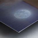 Shaggy Pony In Moonlight Metal print