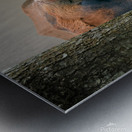 Longhorn Cow In Trees Metal print