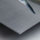 Longhorn Cow - Wide Format - Windmill Metal print