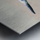 Longhorn Cow - Wide Format - Neutral Colors Metal print