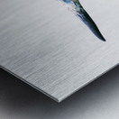 Longhorn Cow - Wide Format - Off White Background Metal print