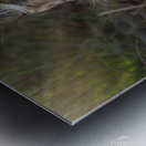 Leopard In Sun Beams - Close Up Metal print