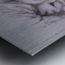 Silent Roar Metal print