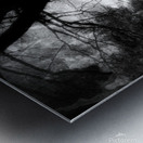 Oak Tree  B&W Metal print