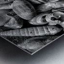 Seashells B&W Metal print