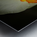 Narcissus I Metal print