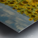 Sunflower Field I - Summer Decay Metal print