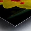 Narcisuss II Metal print