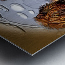 art   lion x3  AAA2 Metal print