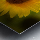 Sunflower Metal print