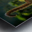 Coatimundi Family Metal print