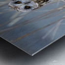 Short Eared Owl Metal print