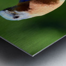 Eastern Bluebird Metal print