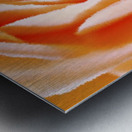 Orange Rose Metal print