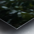 20220610144438  MG 8900 Metal print