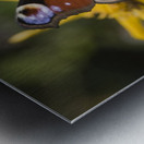 Butterfly (Lepidoptera) Metal print