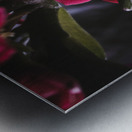 Without the Vase Metal print