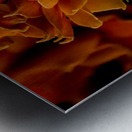 Persimmon Petals Metal print