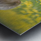 18-Month-Old Boy In Dandelion Field; Thunder Bay, Ontario, Canada Metal print